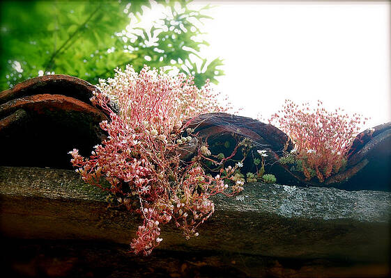 Wall Art - Photograph - Beneath the tiles by HweeYen Ong