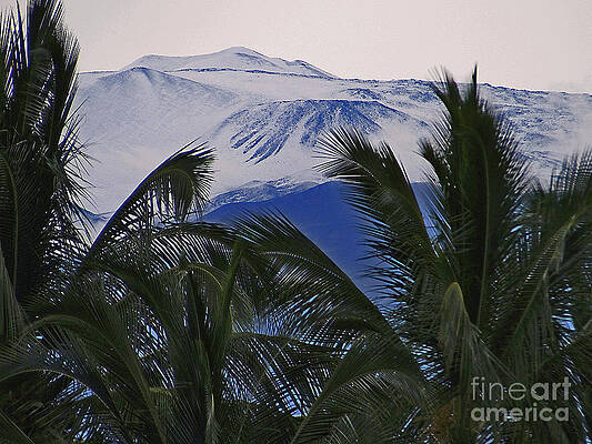 Big Island Palms and Snow by Bette Phelan Big Island Palms and Snow by Bette Phelan