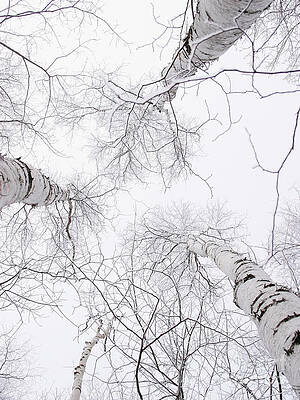 Birch trees view from below by Steven Puetzer
