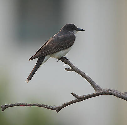 Wall Art - Photograph - Bird on a Branch by Kathi Isserman