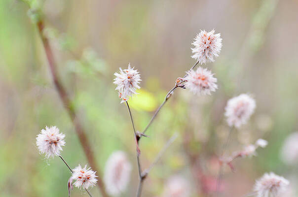 Wall Art - Photograph - Bits of fluff by Michael Goyberg
