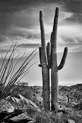 Cactus Wall Art featuring the photograph Black And White Couple by Kelley King