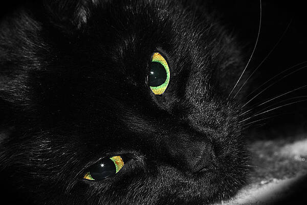 Black Cat With Green Eyes by Tracie Kaska Black Cat With Green Eyes by Tracie Kaska