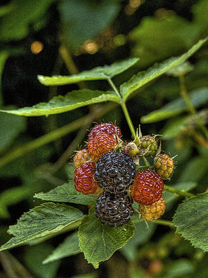 Wall Art - Photograph - Black Raspberry Dream by William Fields