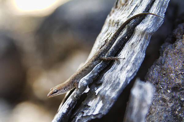 Wall Art - Photograph - Blending In V2 by Douglas Barnard
