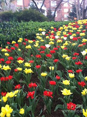Blooming Tulips by Colleen Campbell