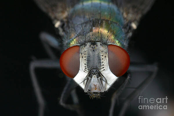 Wall Art - Photograph - Blow Fly by Ted Kinsman