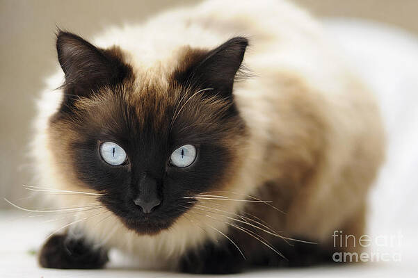 Blue eyes by Andrew Michael Blue eyes by Andrew Michael