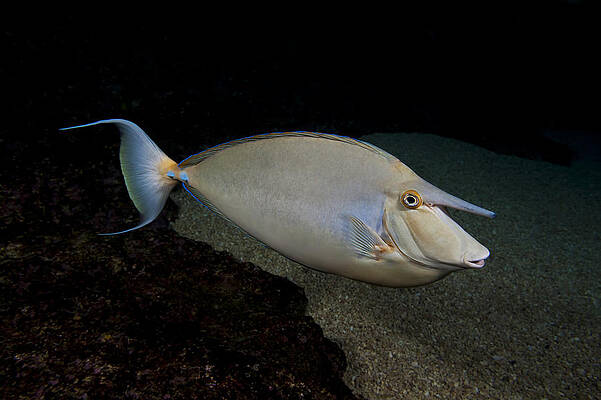 Wall Art - Photograph - Bluespine Unicornfish by Dave Fleetham