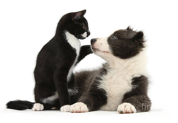 Wall Art - Photograph - Border Collie Pup And Tuxedo Kitten by Mark Taylor