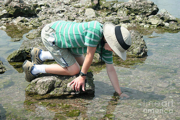 Wall Art - Photograph - Boy Exploring A Tidal Pool by Ted Kinsman