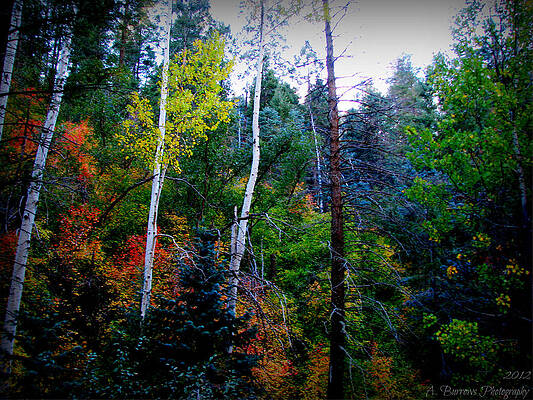 Bradshaw Autumn by Aaron Burrows Bradshaw Autumn by Aaron Burrows