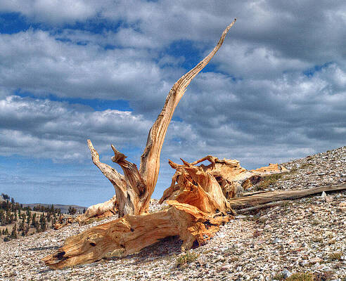 Wall Art - Photograph - Bristlecone Pine in Repose by Joe Schofield
