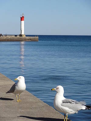 Bronte Lighthouse Gulls by Laurel Best Bronte Lighthouse Gulls by Laurel Best