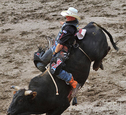 Wall Art - Photograph - Bull Riding by Louise Heusinkveld
