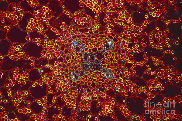 Wall Art - Photograph - Buttercup Vascular System by M I Walker