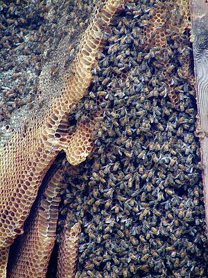Buzzing by William McCoy Buzzing by William McCoy