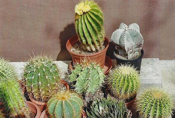 Cacti 1 by Michael Puya Cacti 1 by Michael Puya