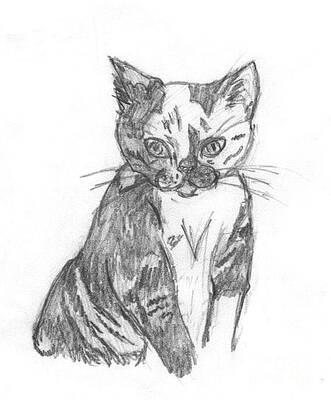 Calico Cats Drawings | Fine Art America