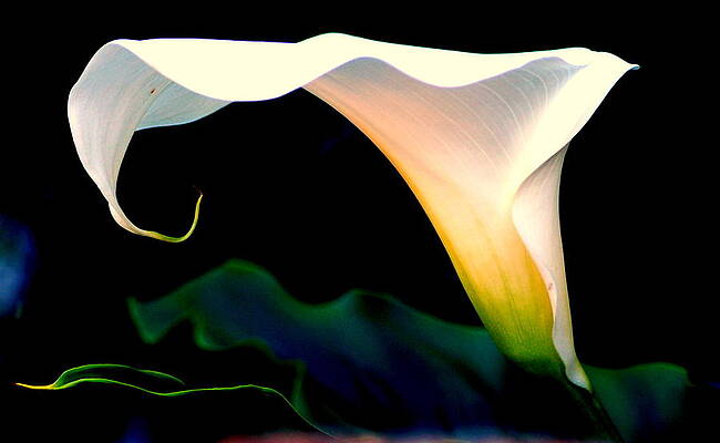 Calla Lily by by Mia Alexander Calla Lily by by Mia Alexander