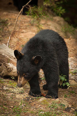 Wall Art - Photograph - Camera Shy by Joye Ardyn Durham