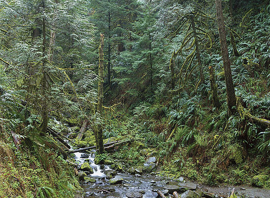 Wall Art - Photograph - Cascade Along Eagle Creek Flowing by Tim Fitzharris