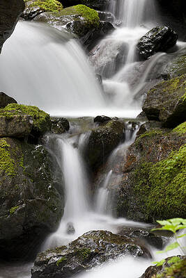 Wall Art - Photograph - Cascading Creek In Temperate Rainforest by Matthias Breiter