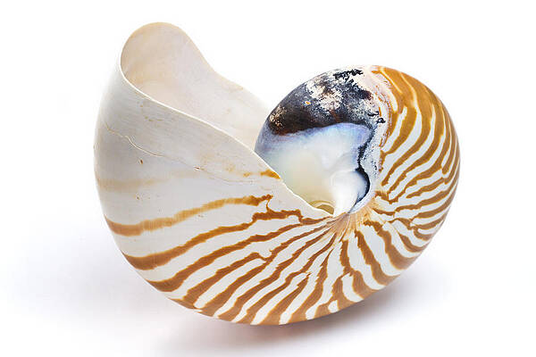 Wall Art - Photograph - Chambered Nautilus Shell by Piotr Naskrecki