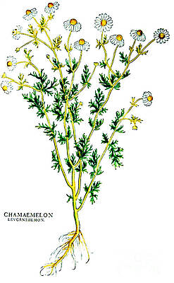 Wall Art - Photograph - Chamomile, Alchemy Plant by Science Source