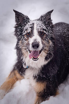 Wall Art - Photograph - Chasing the Snow by Joye Ardyn Durham