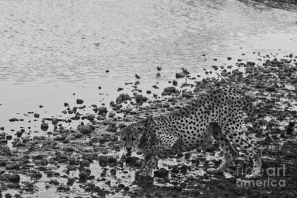 Wall Art - Photograph - Cheetah Tip Toes for a Drink by Darcy Michaelchuk