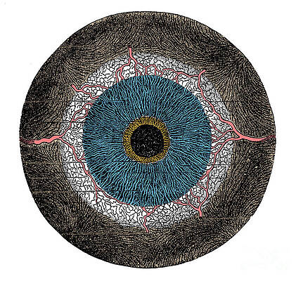 Wall Art - Photograph - Choroid Coat And Iris by Science Source