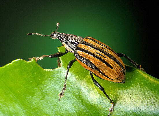 Wall Art - Photograph - Citrus Root Weevil by Science Source