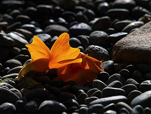 Clockvine Blossom 051012 by Joe Schofield Clockvine Blossom 051012 by Joe Schofield