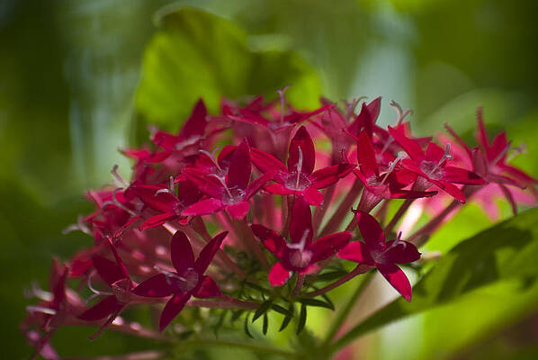 Cluster of Red by Jason Pryor Cluster of Red by Jason Pryor