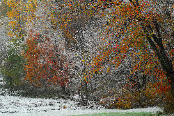 Color Caught in the Snow by Gregory Blank Color Caught in the Snow by Gregory Blank