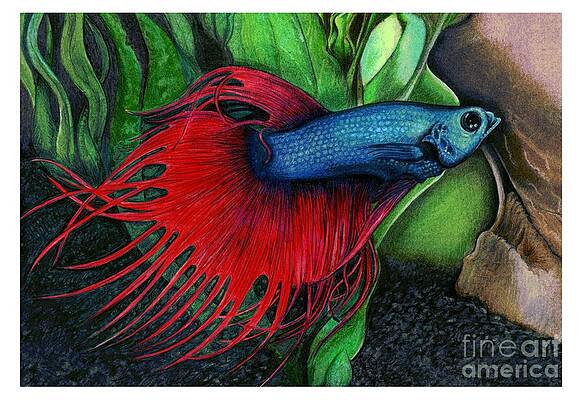 Colorful Betta Splendens Fish Hand Drawing and Sketch Stock Illustration -  Illustration of background, isolated: 139645089