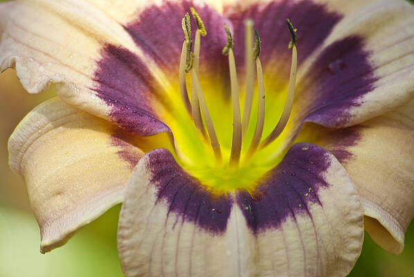 Colorful Lily by Jason Pryor Colorful Lily by Jason Pryor