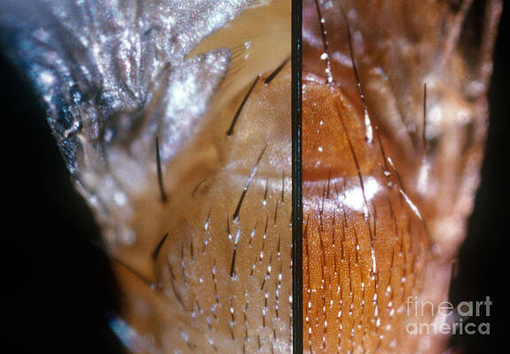 Wall Art - Photograph - Comparing Drosophila Bristles by Science Source