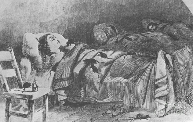 Wall Art - Photograph - Conditions In Bellevue Hospital, New by Science Source