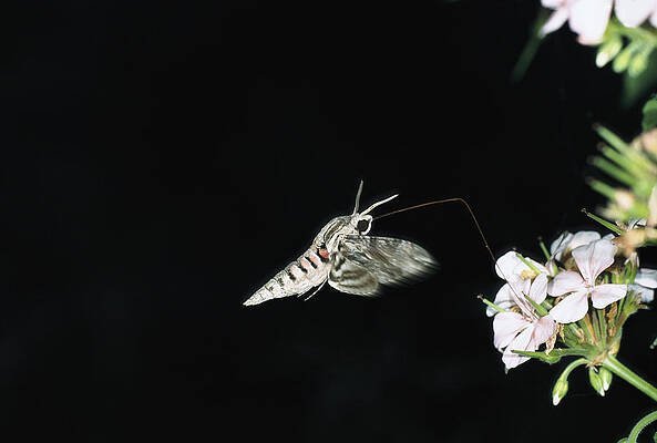Wall Art - Photograph - Convolvulus Hawk-moth Agrius Convolvuli by Konrad Wothe