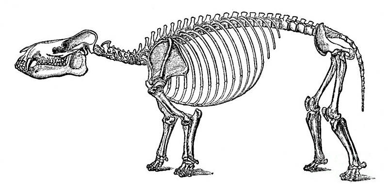 Wall Art - Photograph - Coryphodon, Cenozoic Mammal by Science Source