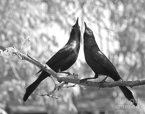 Courtship by Jan Piller Courtship by Jan Piller
