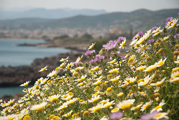Cretan Flower Meadow in Bloom by Milan Baloun