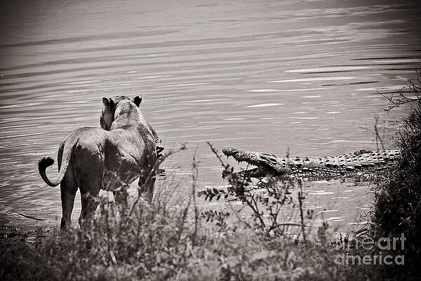 Wall Art - Photograph - Crocodile and Lion Faceoff by Darcy Michaelchuk