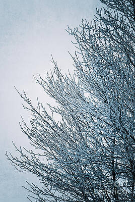 Wall Art - Photograph - Crusted With Winter by Duluth To Door County Photography