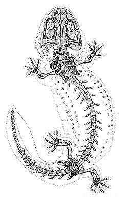 Wall Art - Photograph - Cryptobranchus, Living Fossil by Science Source
