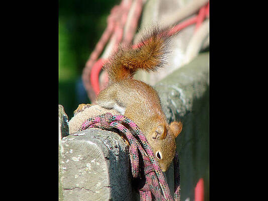 Wall Art - Mixed Media - Curious Red Squirrel by Bruce Ritchie