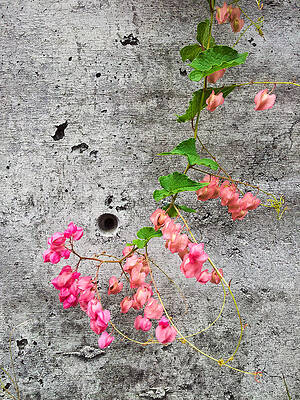 Curl of pink flowers by Anya Brewley schultheiss Curl of pink flowers by Anya Brewley schultheiss