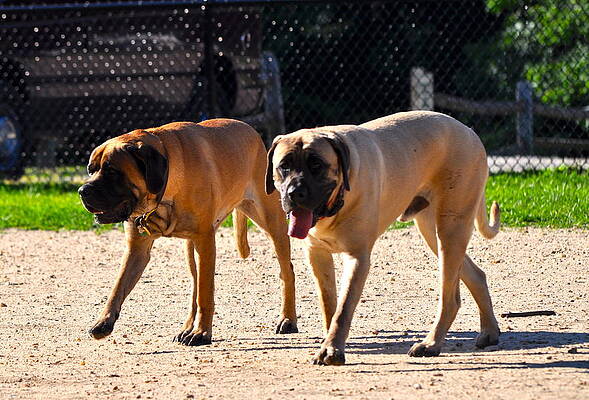 Daisy and Nicholas by Stephen  Tunis
